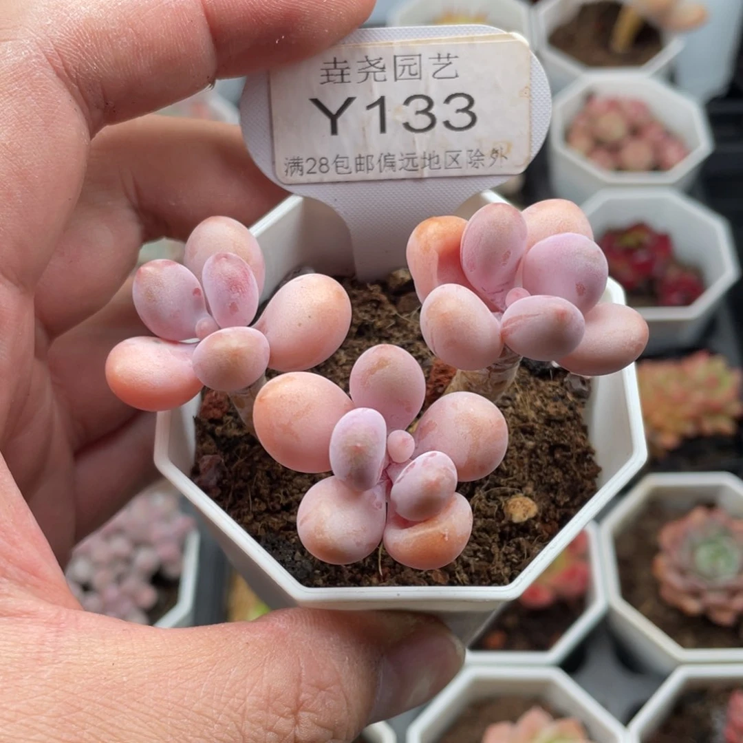 亚美桃蛋0133-7厘米