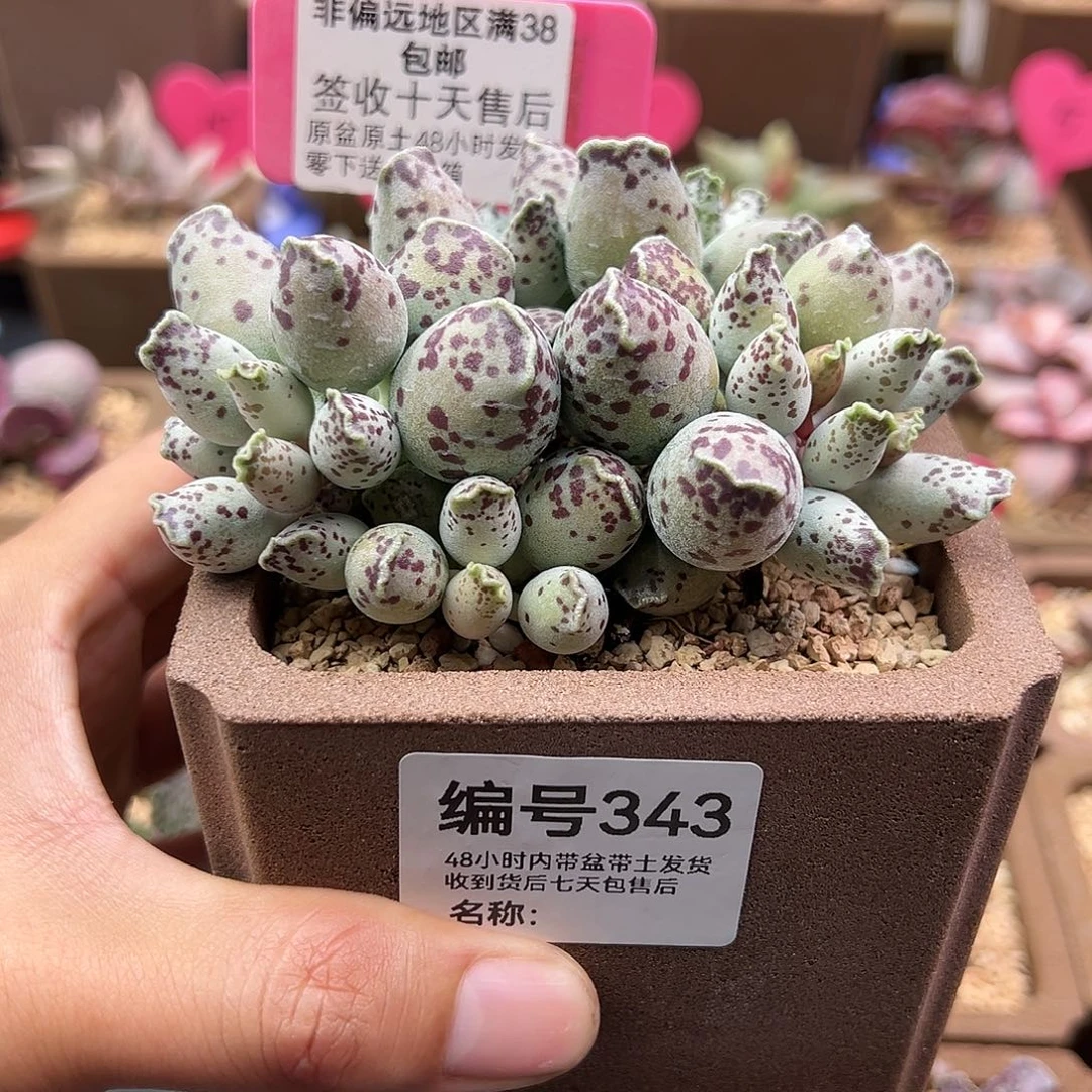 L****~343特白肌海豹多肉植物
