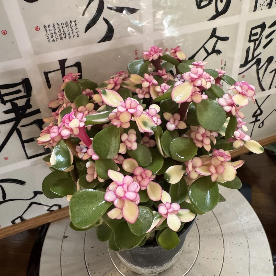 金枝玉叶盆栽盆景多肉植物室内办公室桌面绿植花卉苗懒人好养