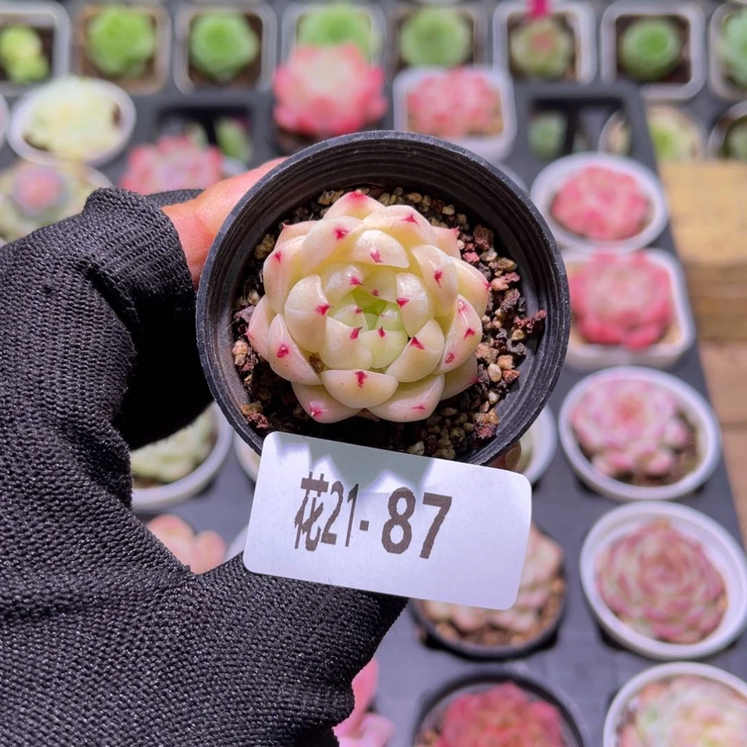 花21-87麦秆单头