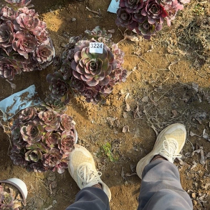 3224金清棚处理不包断枝