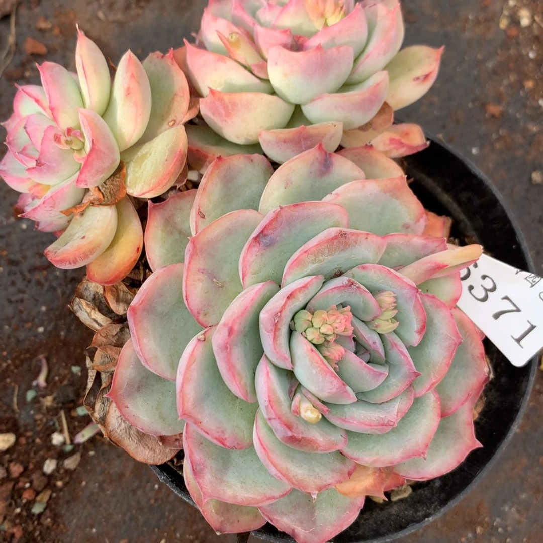 6371杂交多肉老桩