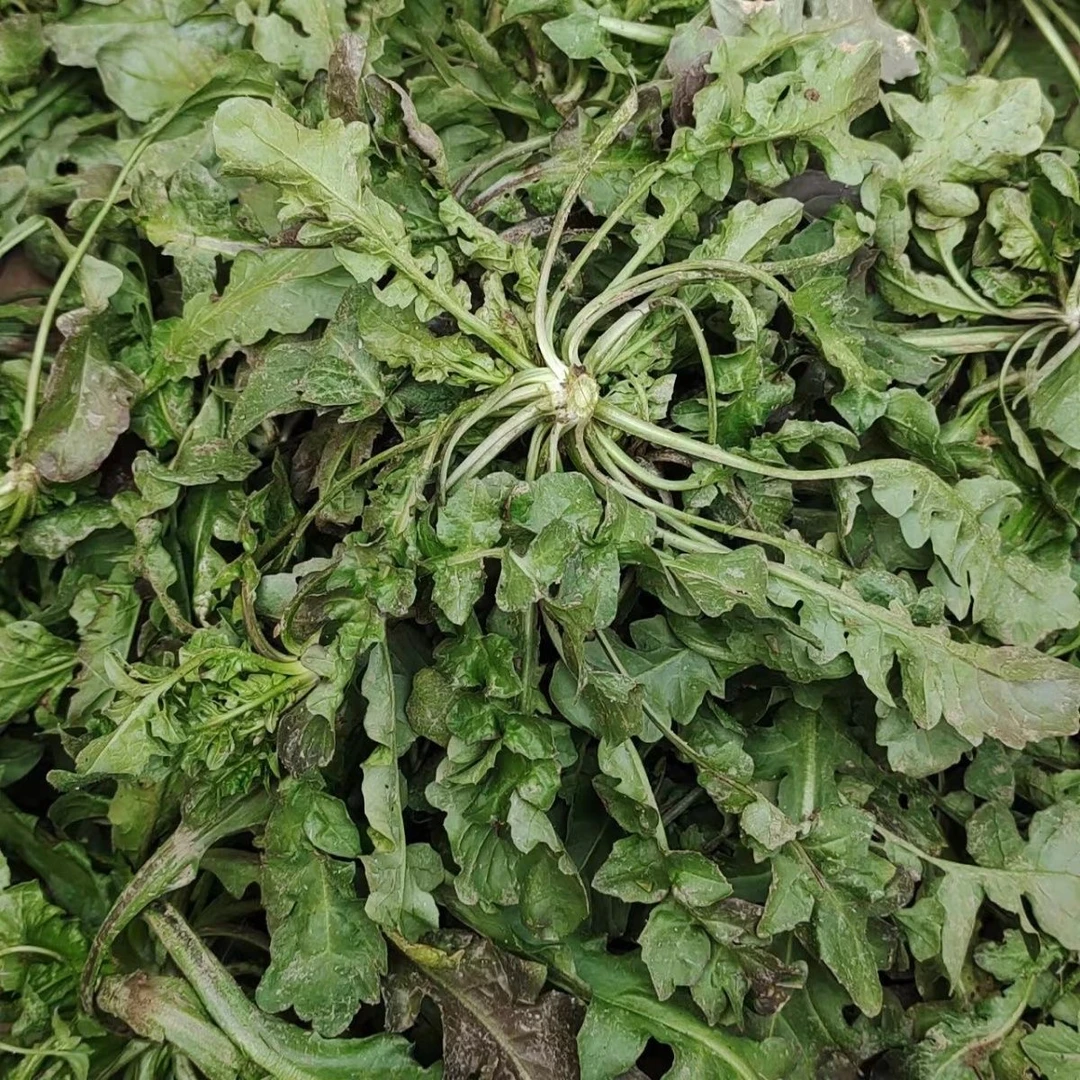 荠菜野生现挖现发荠菜饺子野菜