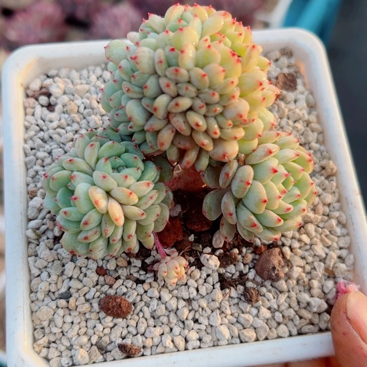 精品多肉植物老桩