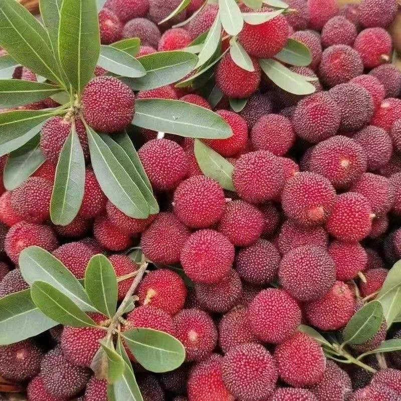 g贵州云南新鲜小杨梅现摘发货孕妇水果杨梅鲜果冷链锁鲜