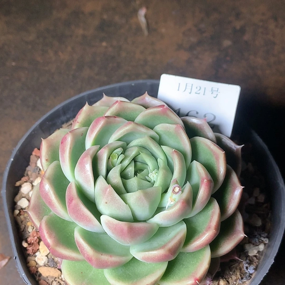 【闪购商品】云462