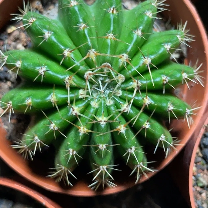 实生彩草带盆土发货