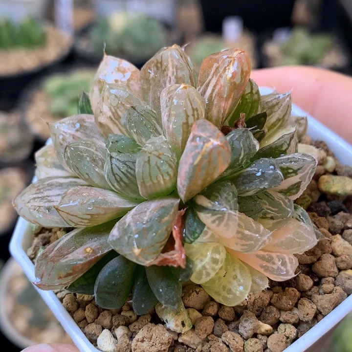 玉露锦带盆土发货