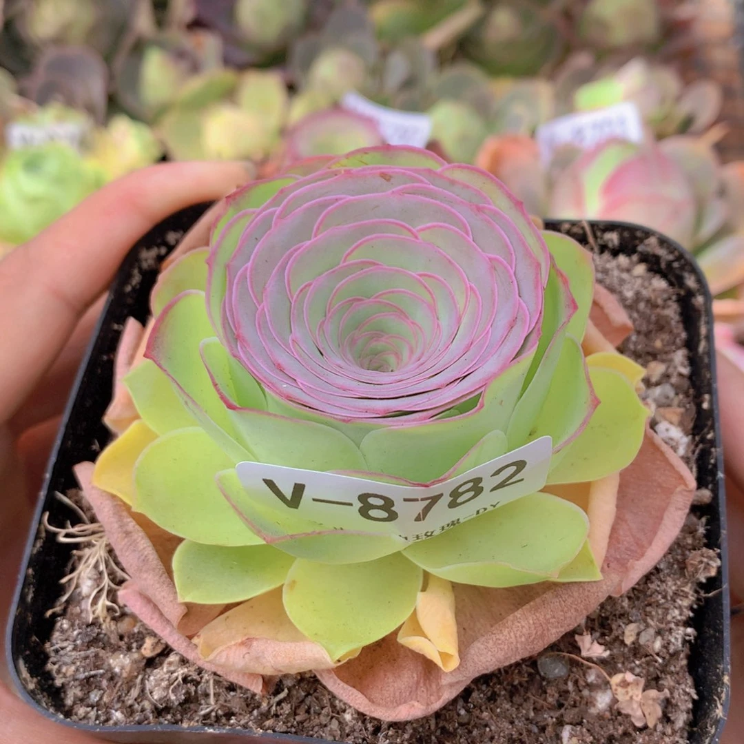 8782新品g g g g vv