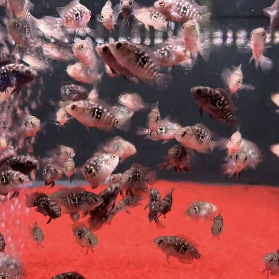 明天小鱼 银河星钻   小型热带鱼观赏鱼