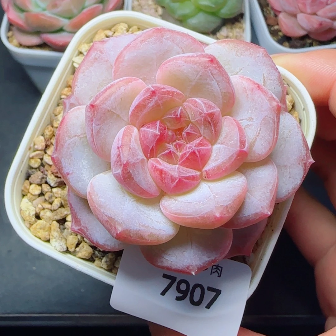 黛玉冰魄，7907多肉植物