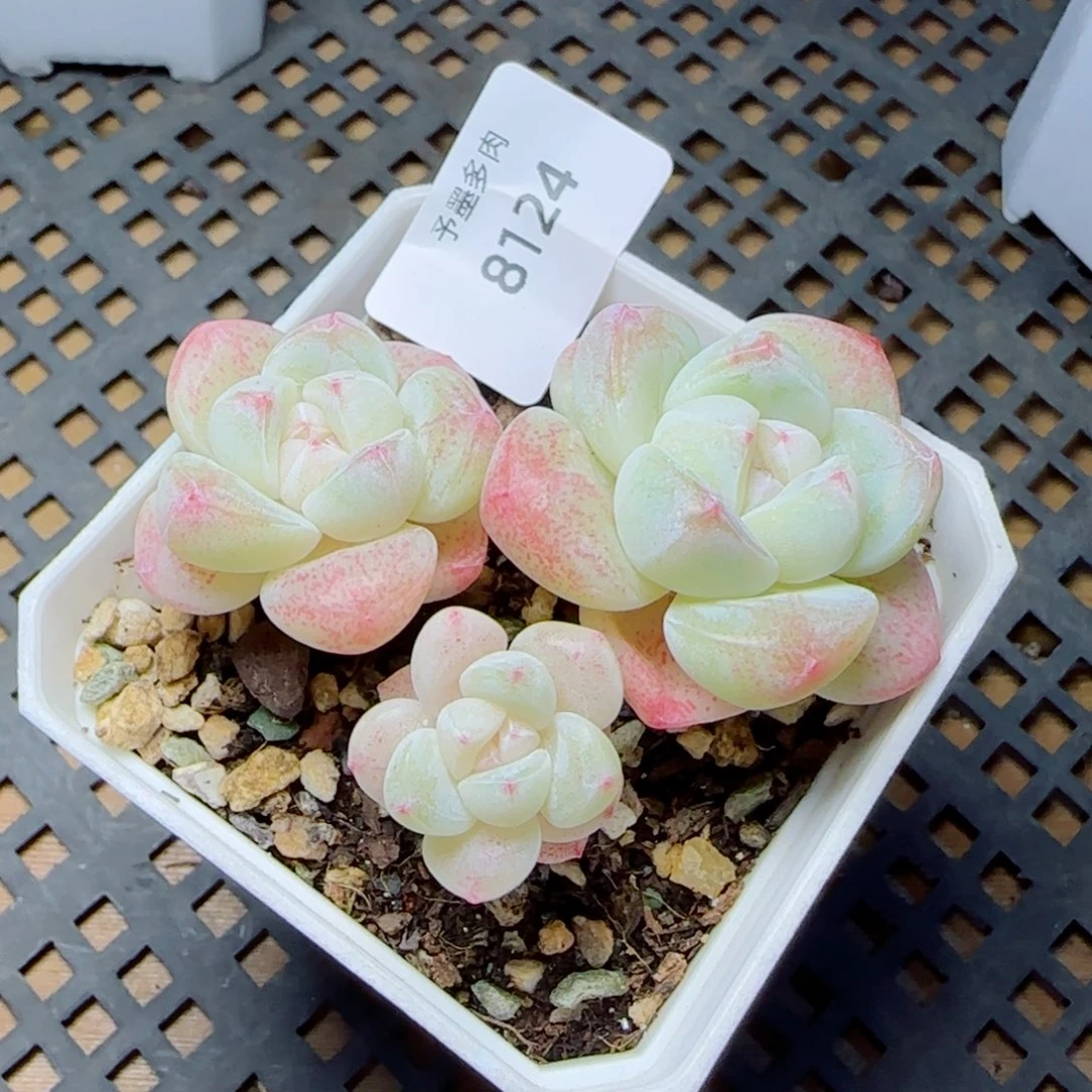 冰玉无砍，8124多肉植物