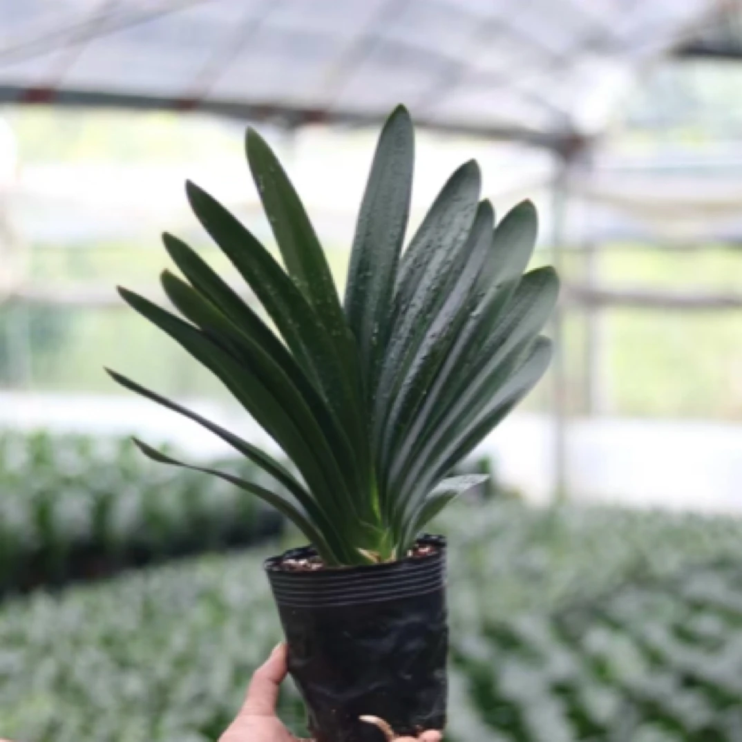 正宗原生精品长叶君子兰绿植盆栽室内家里花卉四季好养活基地直销