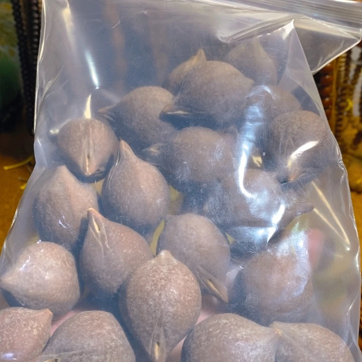 ****▛野生巴西大橄榄核18+1