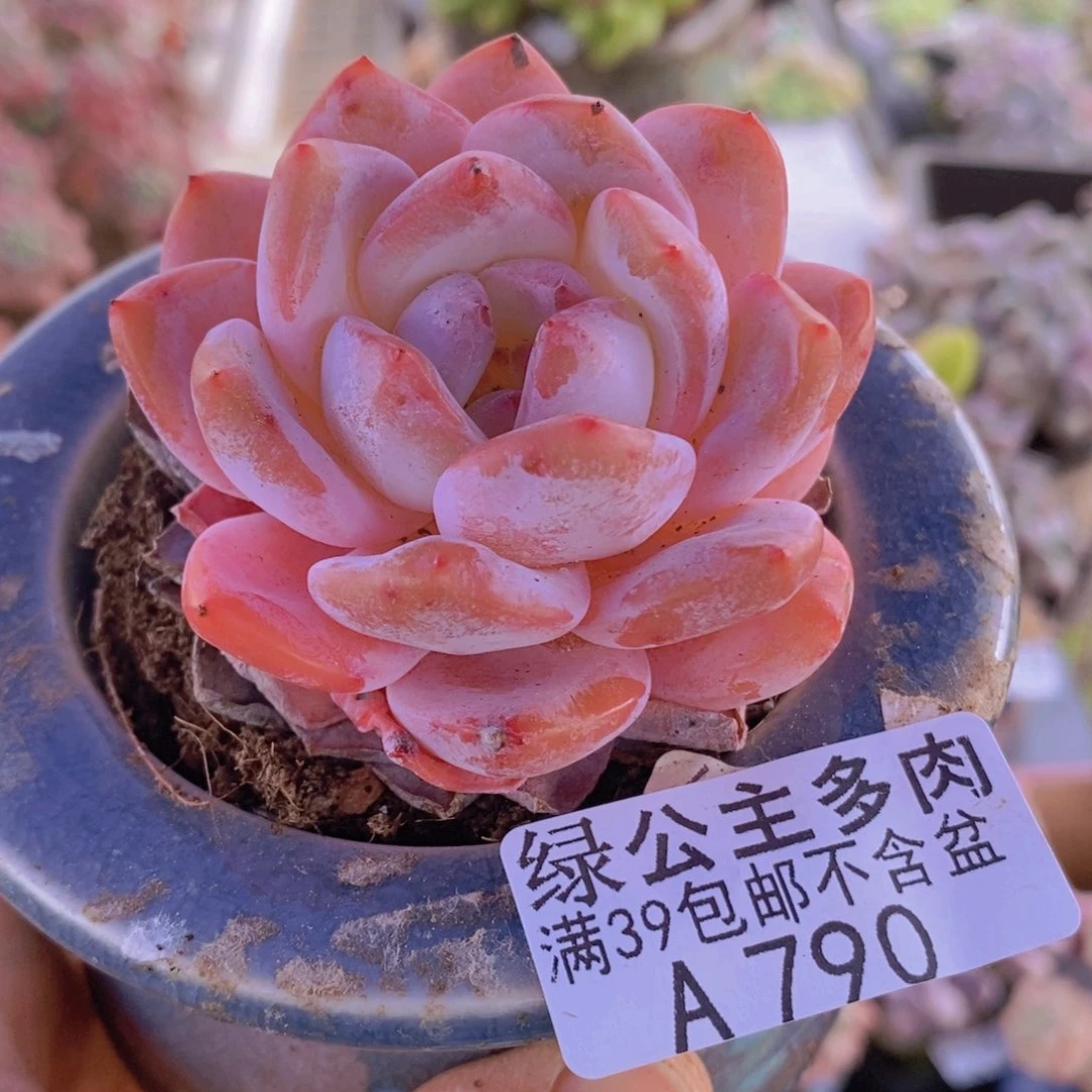 雪糕6cm790多肉酱