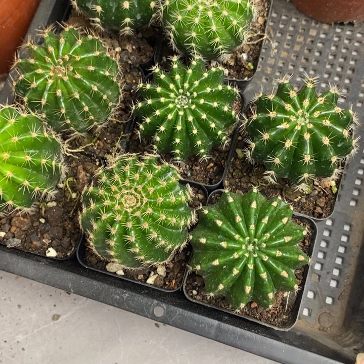 实生彩草5棵4公分左右脱土