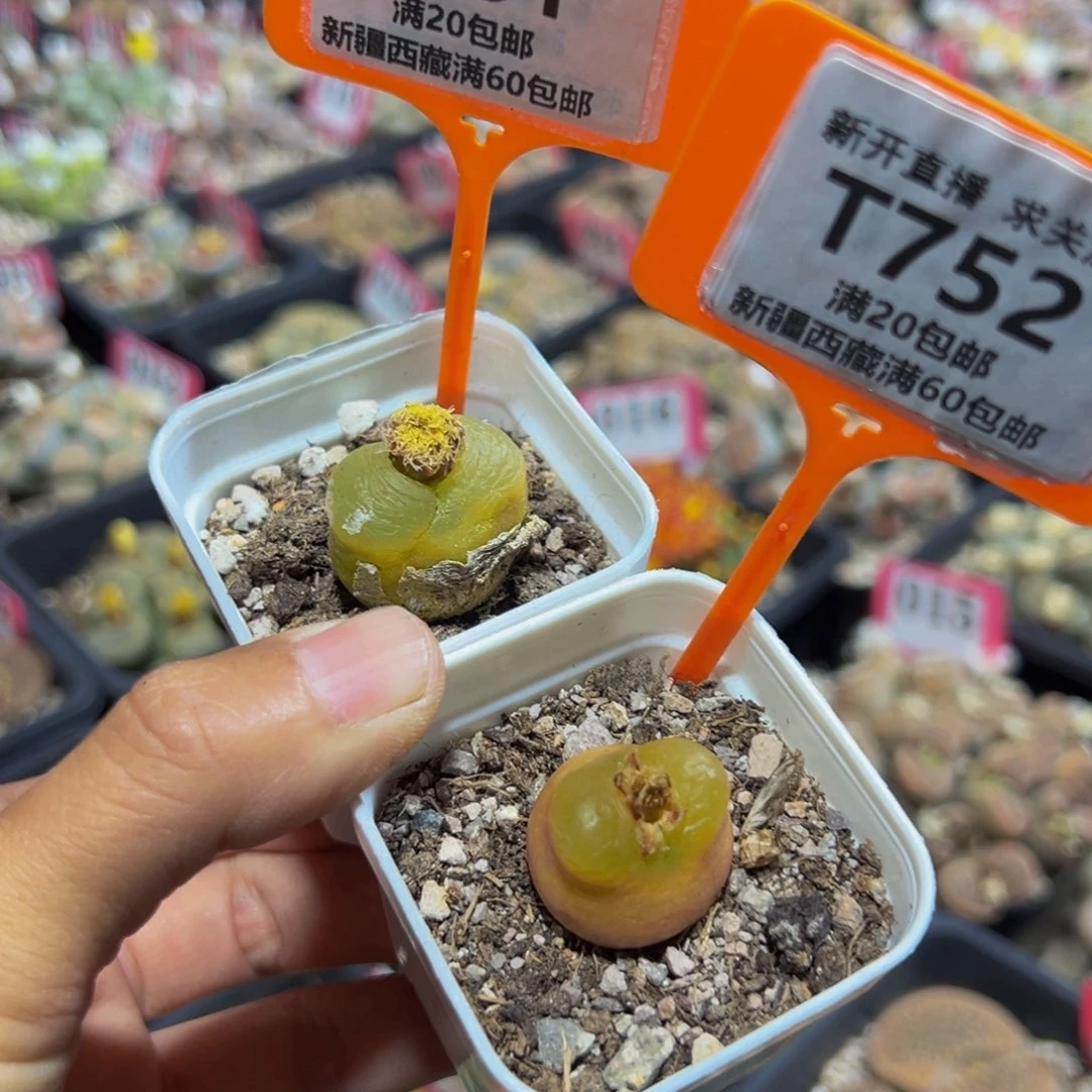 751.752 一物一拍，默认有伤，介意勿拍，不退不换