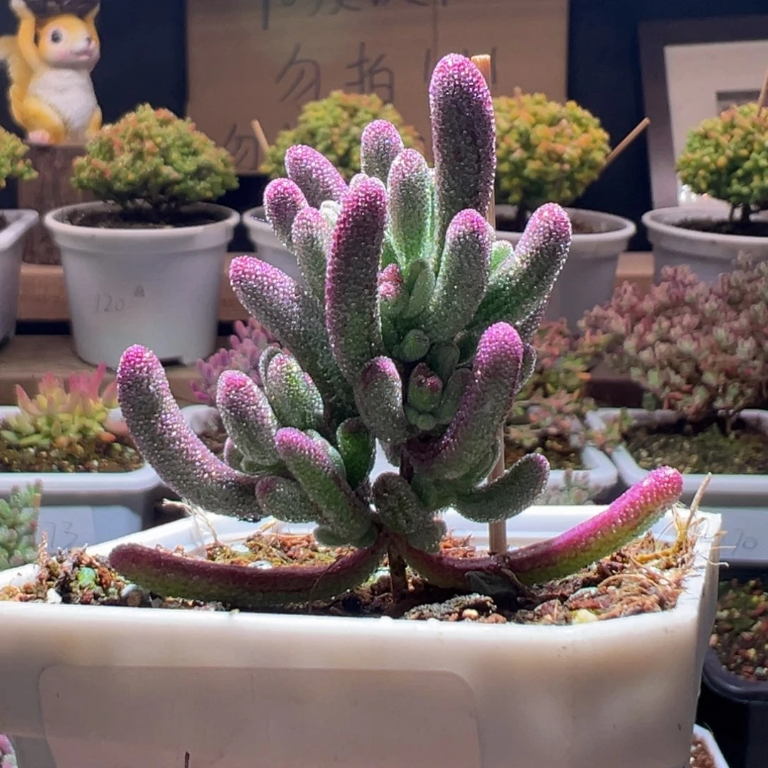 47紫闪光一物一拍包开箱