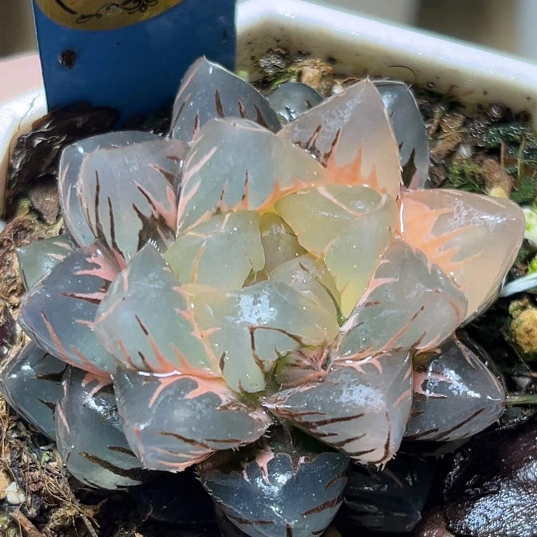 恭喜发财大吉大利556