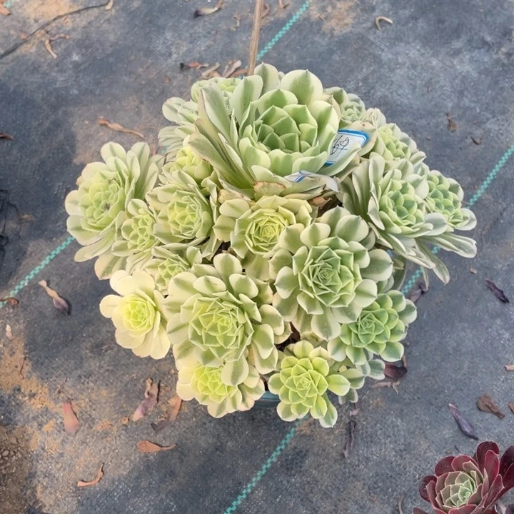 6号老桩金丝翡翠