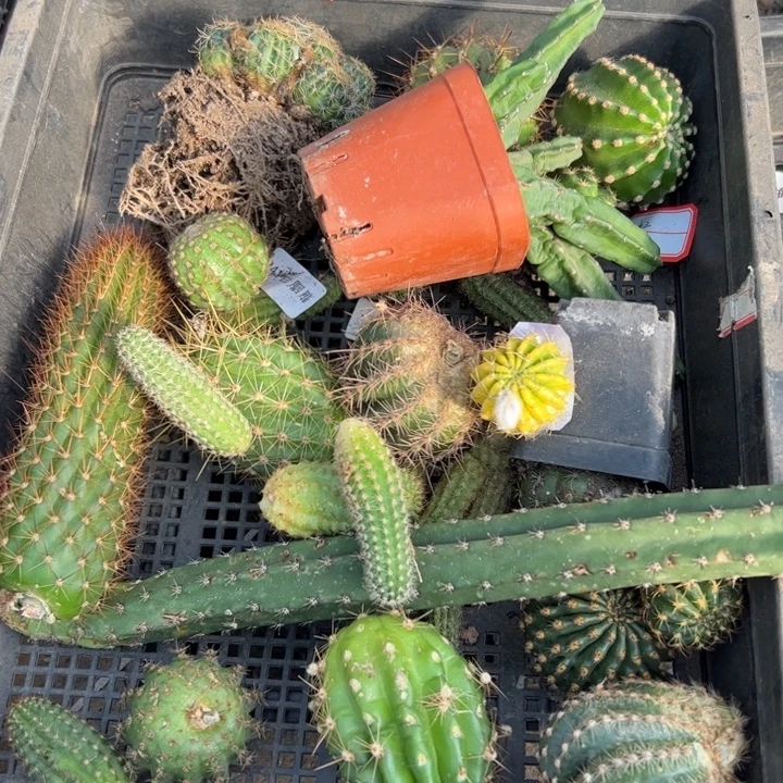 40框拍歪伤小斑无根侧芽无售后