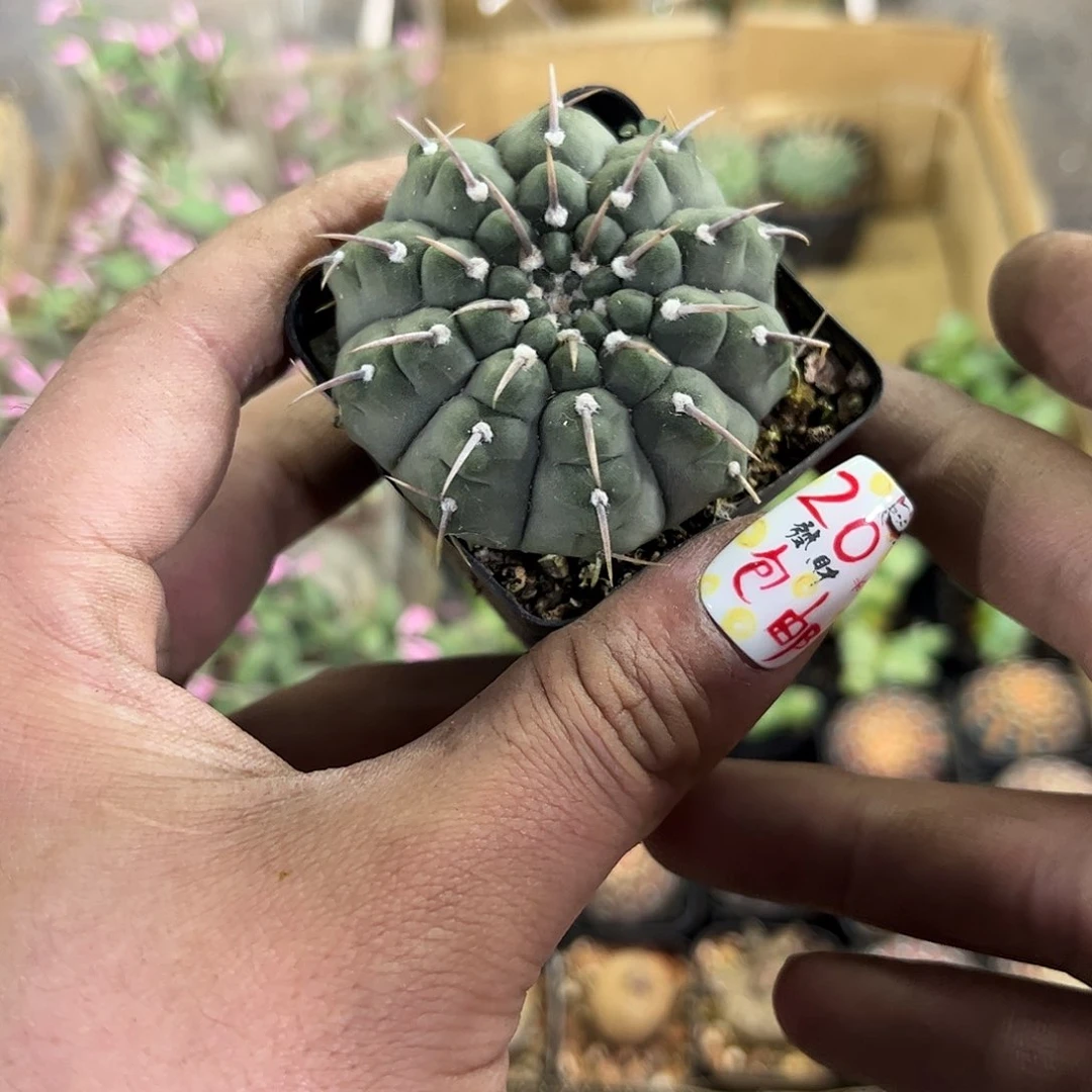 一本刺单头发货有根