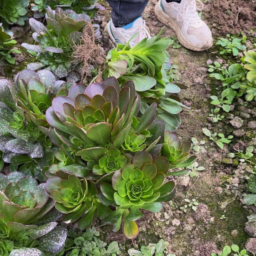 魅金多肉植物捧花的