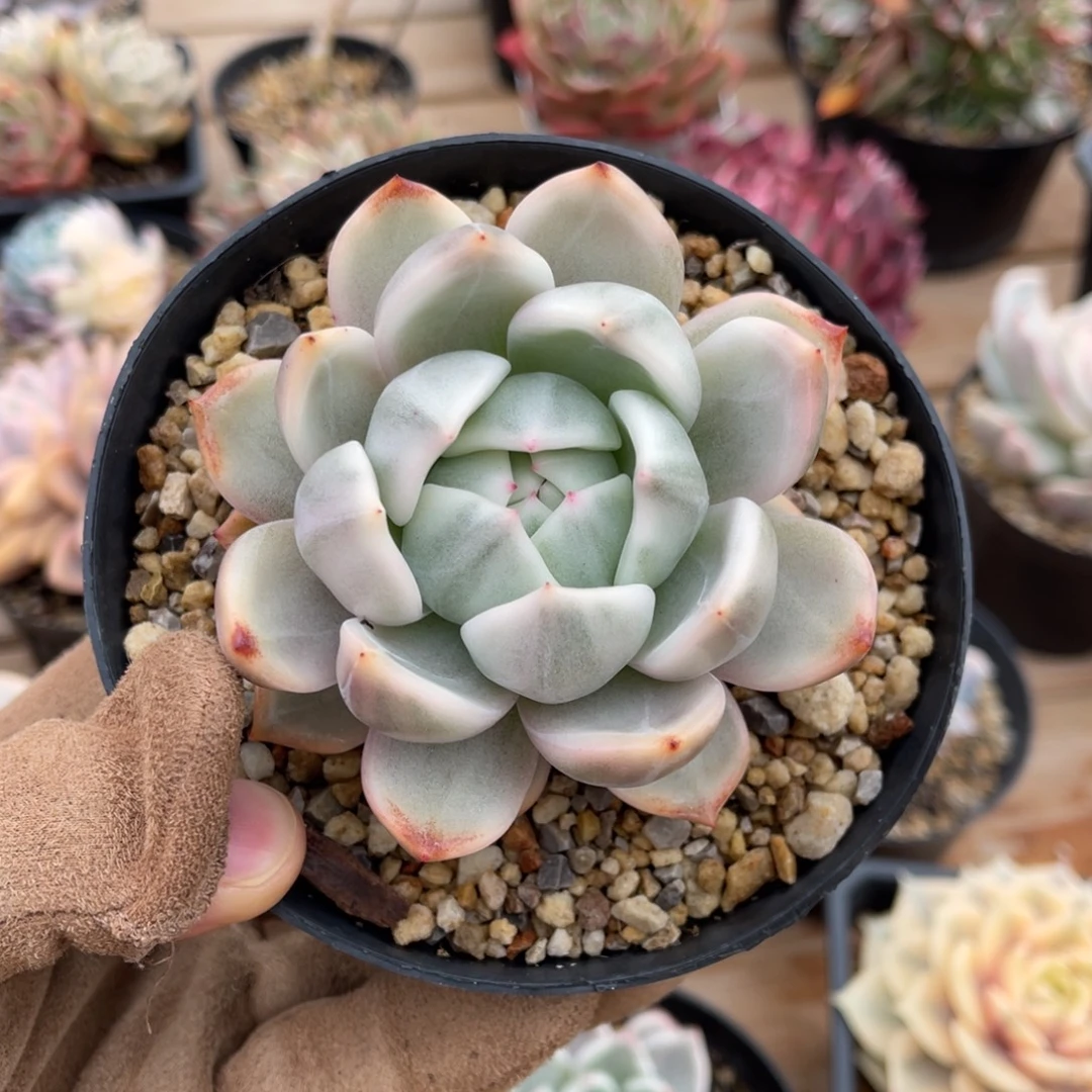 一物一拍不支持退换