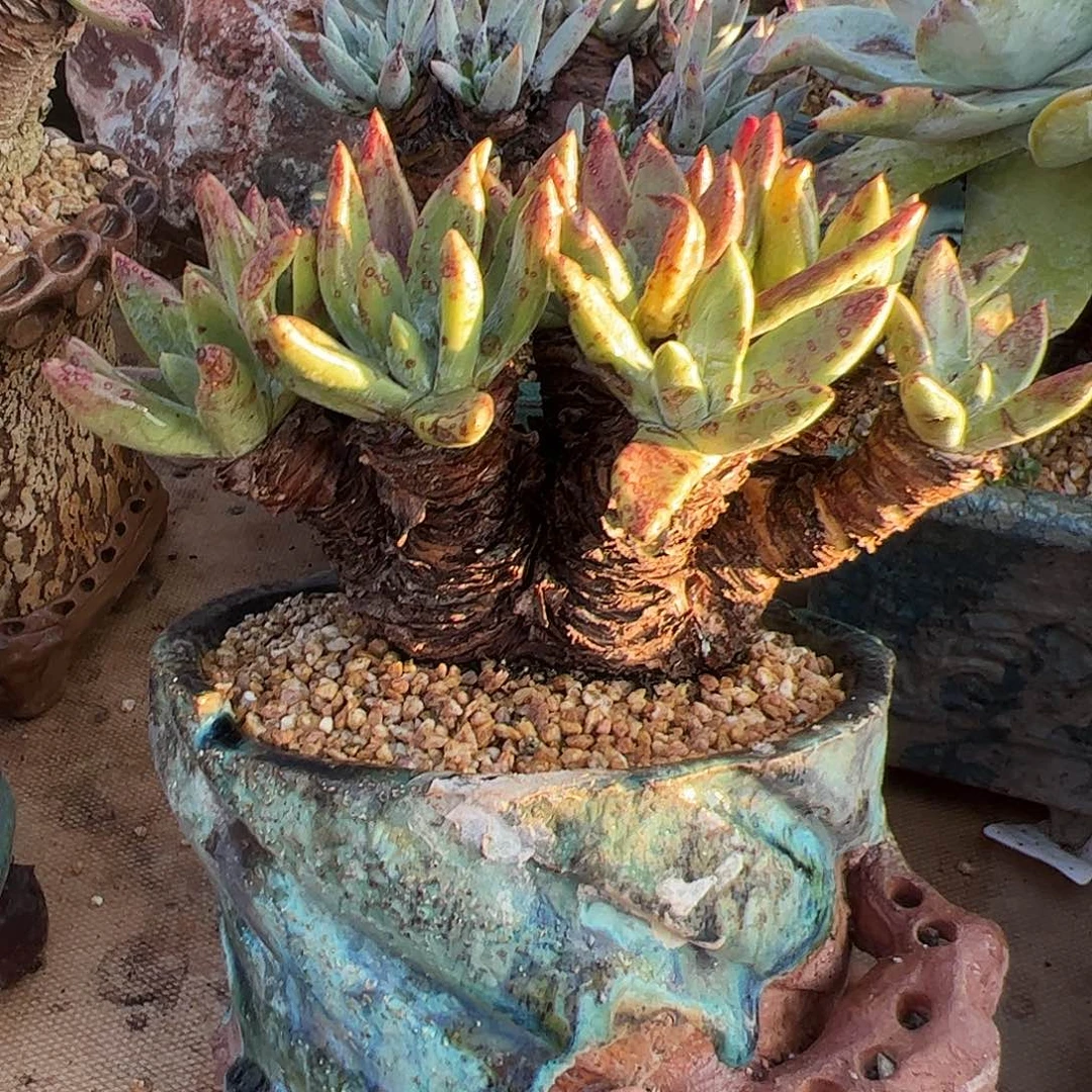 5455绿菊苹果叶仙女杯