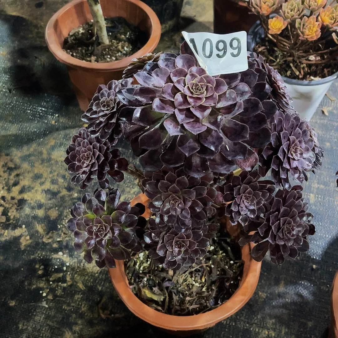 李***呵黑桐胡有断肢099福利