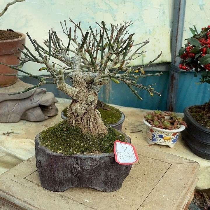 吃****无花朵虎蹄2358789880