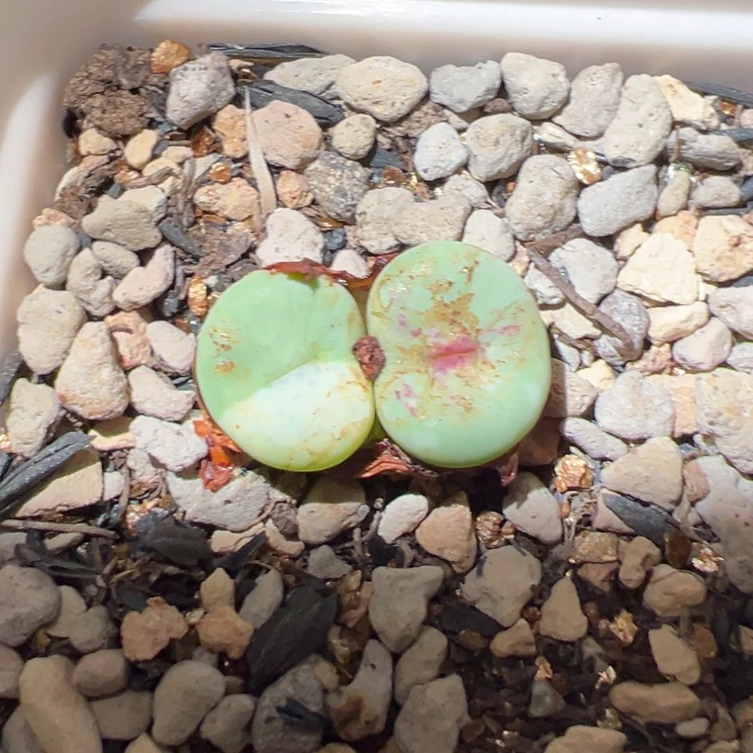 阳***宝半锦嘴嘴多肉植物