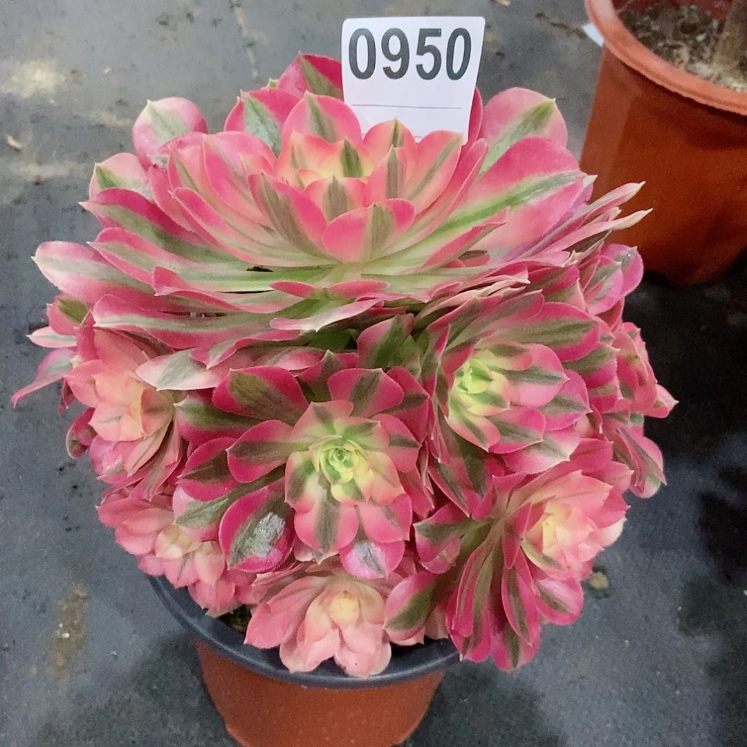 红陶静*0950女巫3多肉