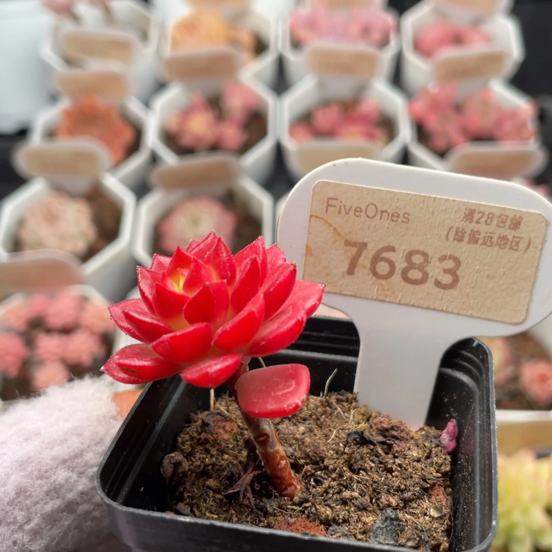 蒂亚7683-3.0厘米
