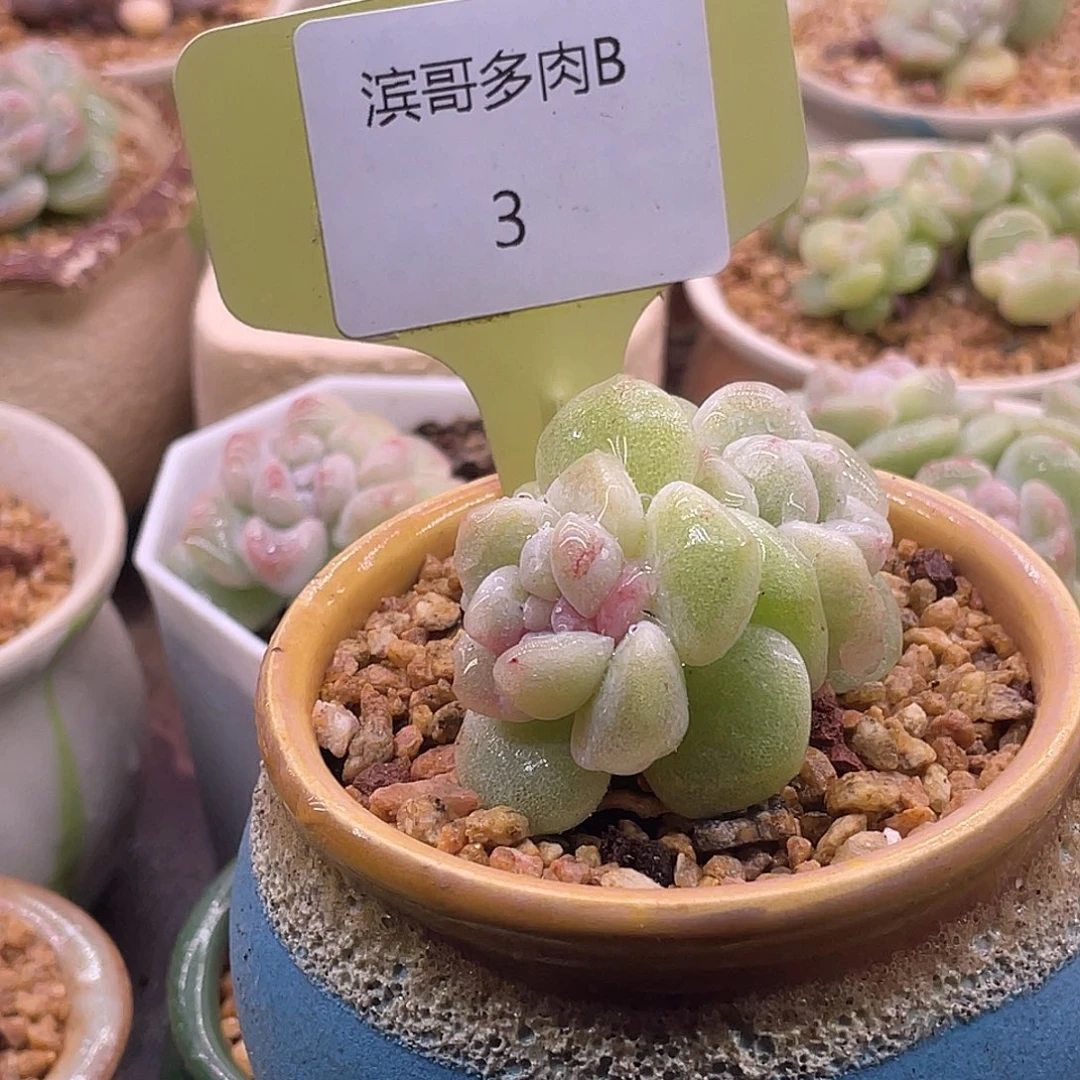 滨哥多肉B3双头冰玉石化红锦开播福利