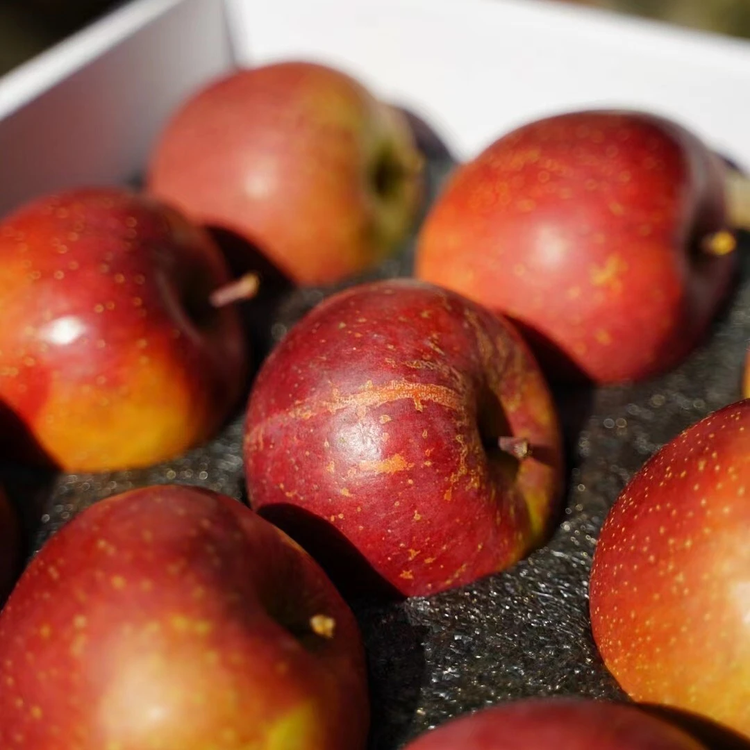 云南高山太阳纹糖心苹果，苹果糖心高达80%，脆甜多汁，顺丰发货