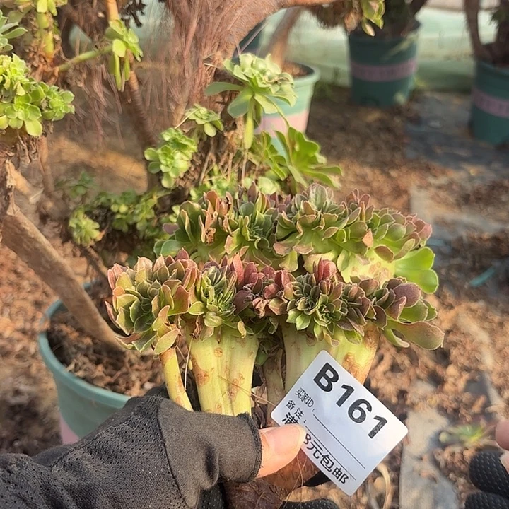 161玫瑰缀砍头多肉植物2