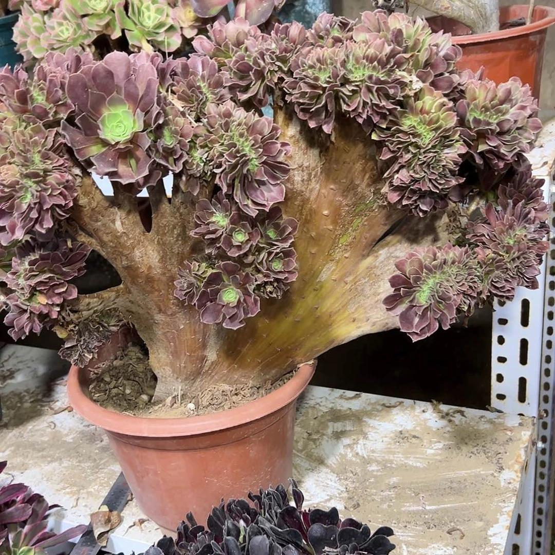 蛋***卷多肉398植物玫瑰缀花