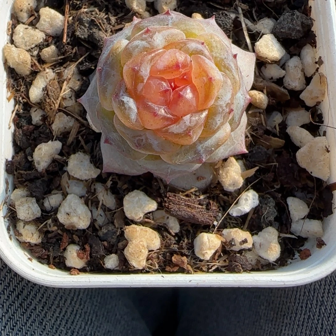 多肉小卡拉米糖心一物一拍