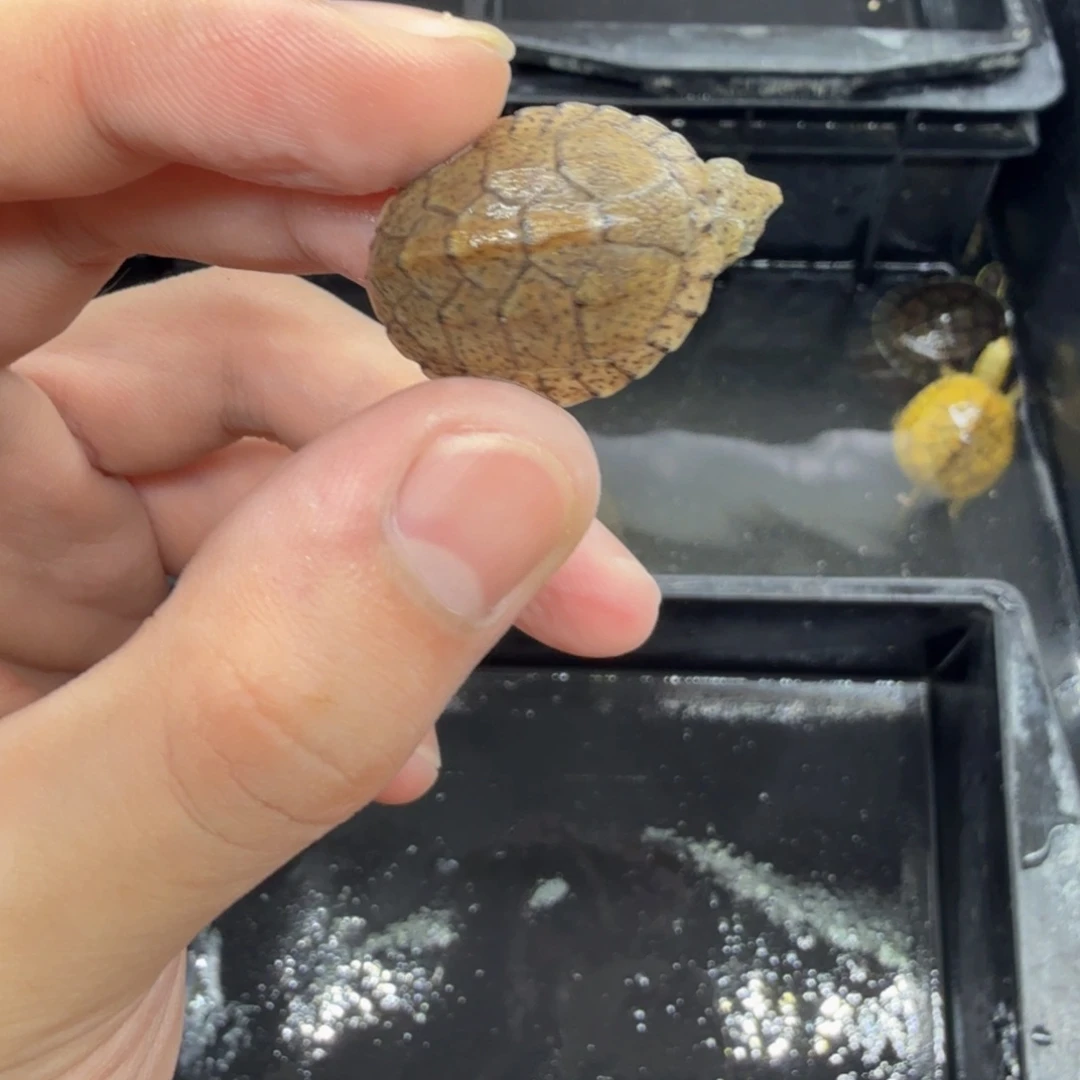不分公母宠物龟剃刀