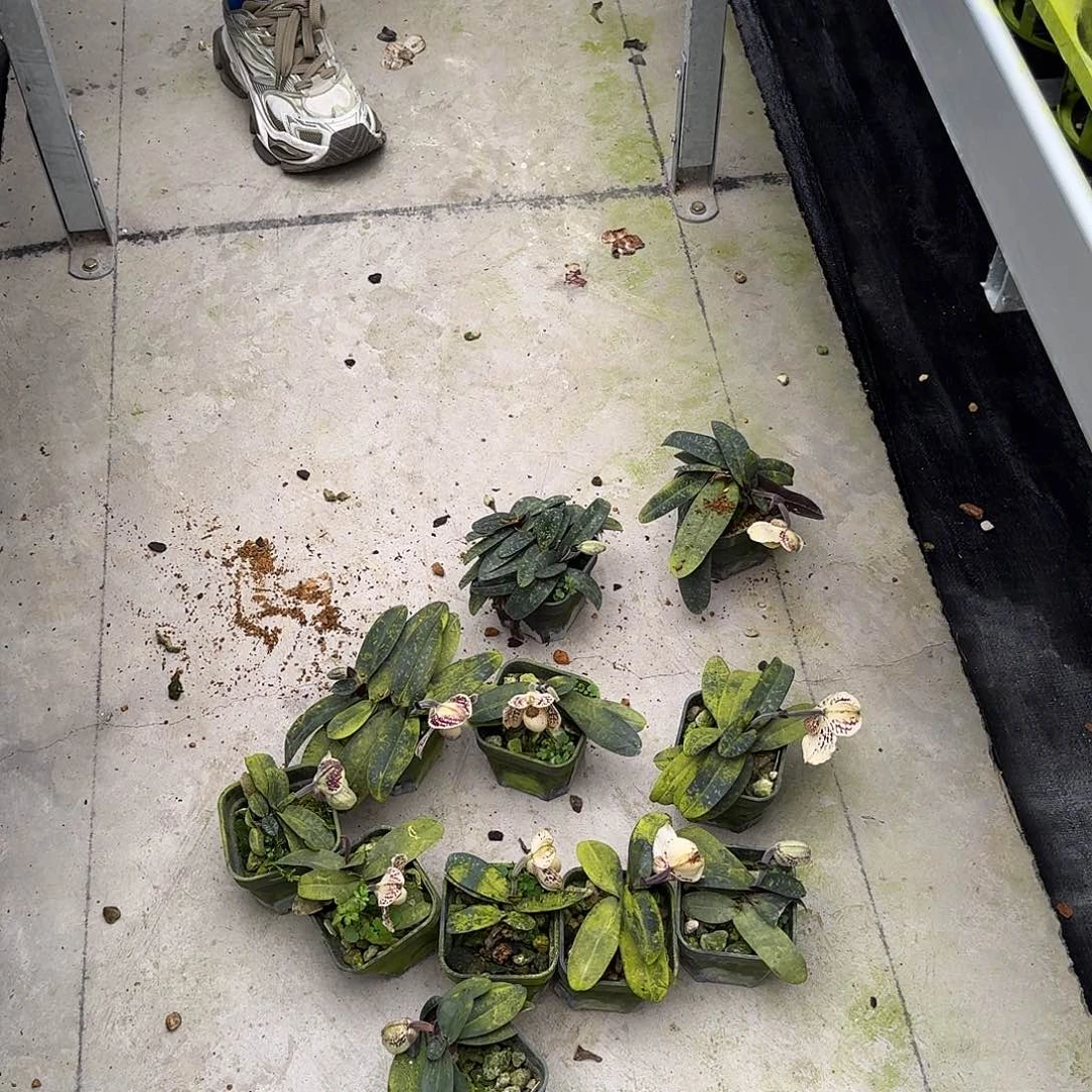 当前无花栽培后可以开花少根 古得多