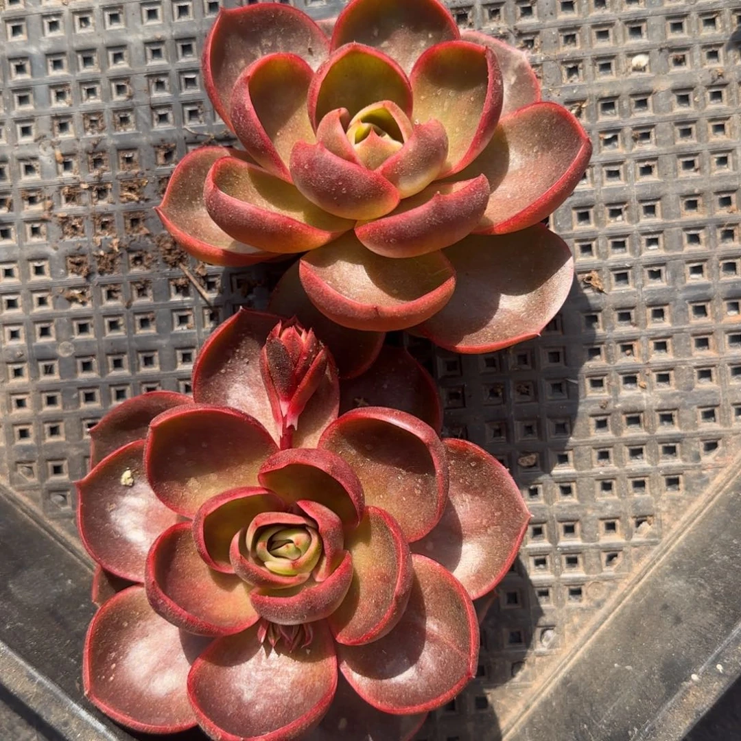 红灯多肉植物 一物一拍