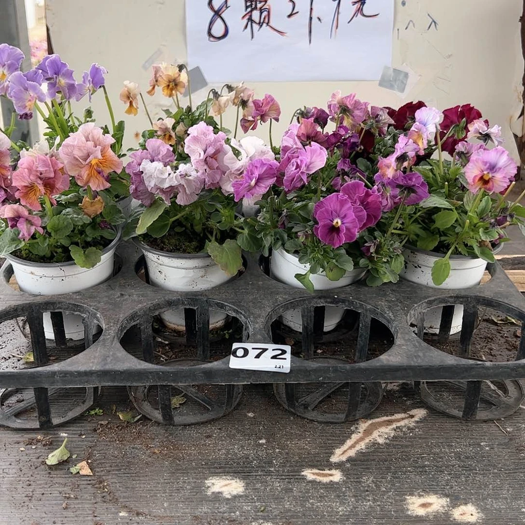 【闪购商品】072号