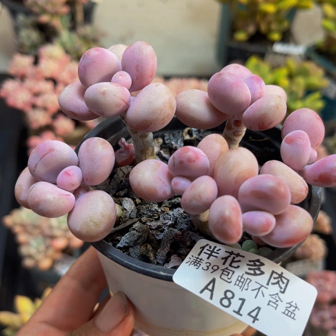 814糖果桃蛋8cm多肉