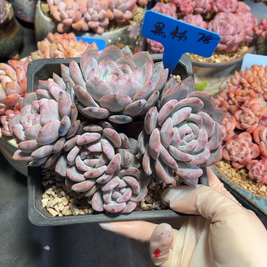 黑粉石榴籽多肉植物