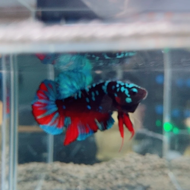 斗鱼黑121号巨斗将军