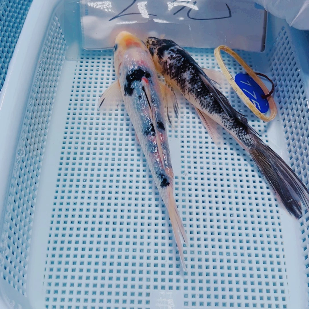 锦鲤175 锦鲤冷水观赏鱼