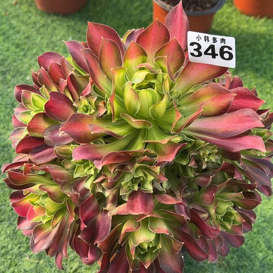 346韶华捧花法师一颗