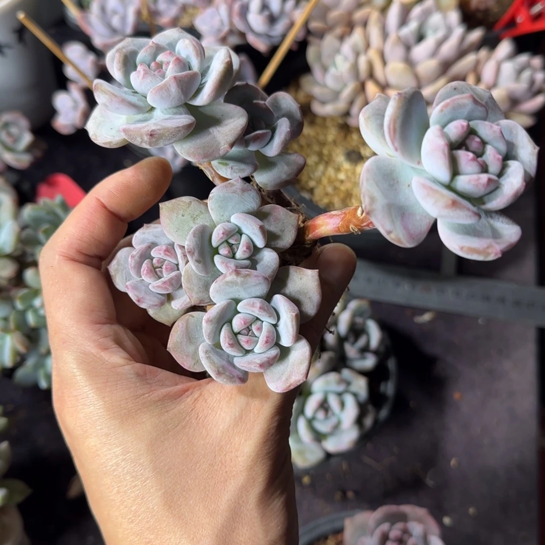 一头有瑕疵星影造型桩子