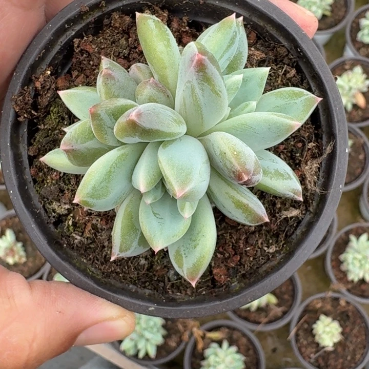 青禾美人 叶插  一物一拍